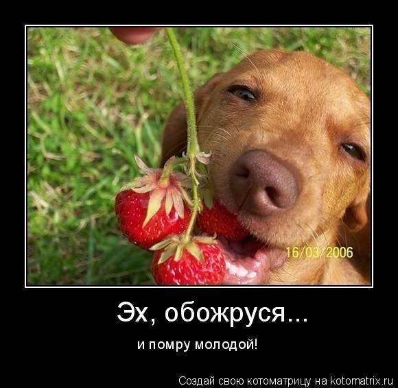 Эх, обожруся... и помру молодой!... Котоматрица: Эх, обожруся... и помру молодой!
