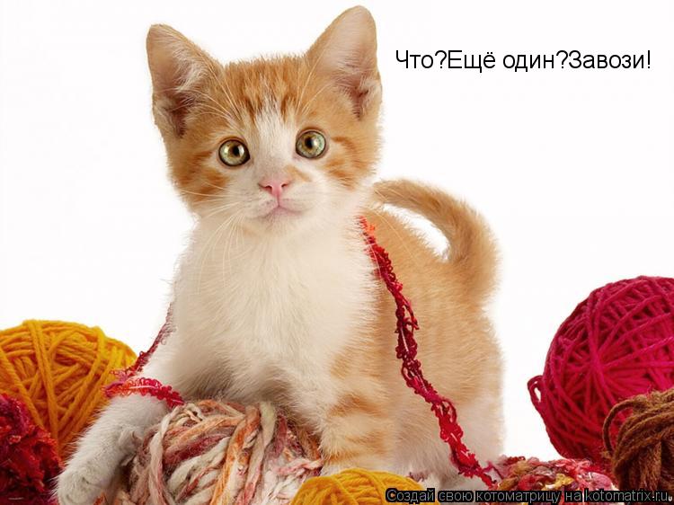 Что?Ещё один?Завози!... Котоматрица: Что?Ещё один?Завози!