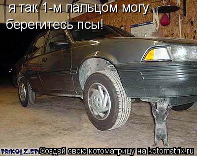 я так 1-м пальцом могу берегитесь псы!... Котоматрица: я так 1-м пальцом могу берегитесь псы!