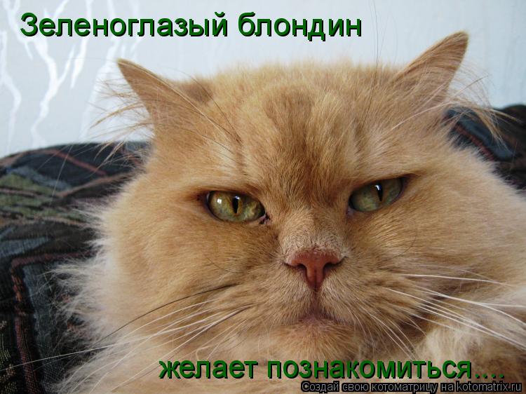 Зеленоглазый блондин желает познакомиться....... Котоматрица: Зеленоглазый блондин желает познакомиться....
