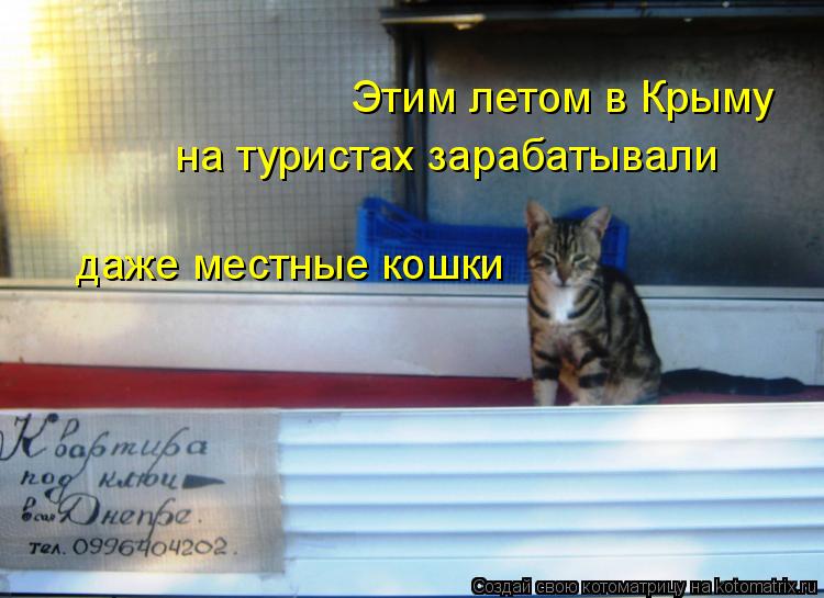 Этим летом в Крыму на туристах зарабатывали даже местные кошки... Котоматрица: Этим летом в Крыму на туристах зарабатывали даже местные кошки