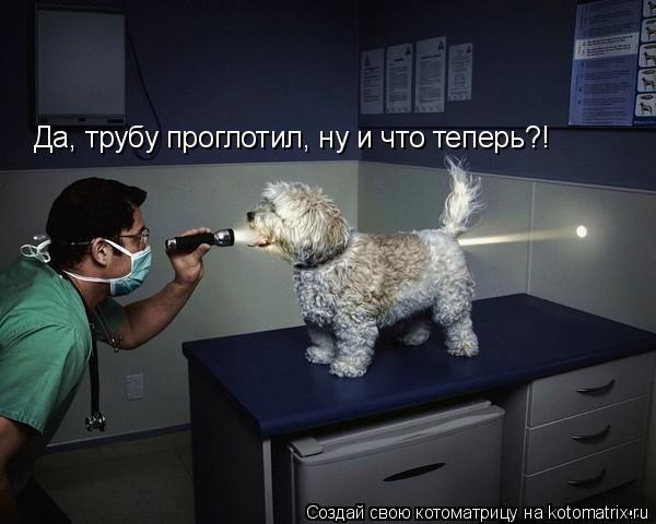 Да, трубу проглотил, ну и что теперь?!... Котоматрица: Да, трубу проглотил, ну и что теперь?!