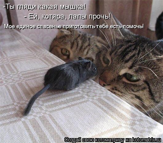 - Ей, котяра, лапы прочь! -Ты гляди какая мышка! Мое единое спасенье приготовить тебе есть помочь!... Котоматрица: - Ей, котяра, лапы прочь! -Ты гляди какая мышка! Мое единое спасенье приготовить тебе есть помочь!