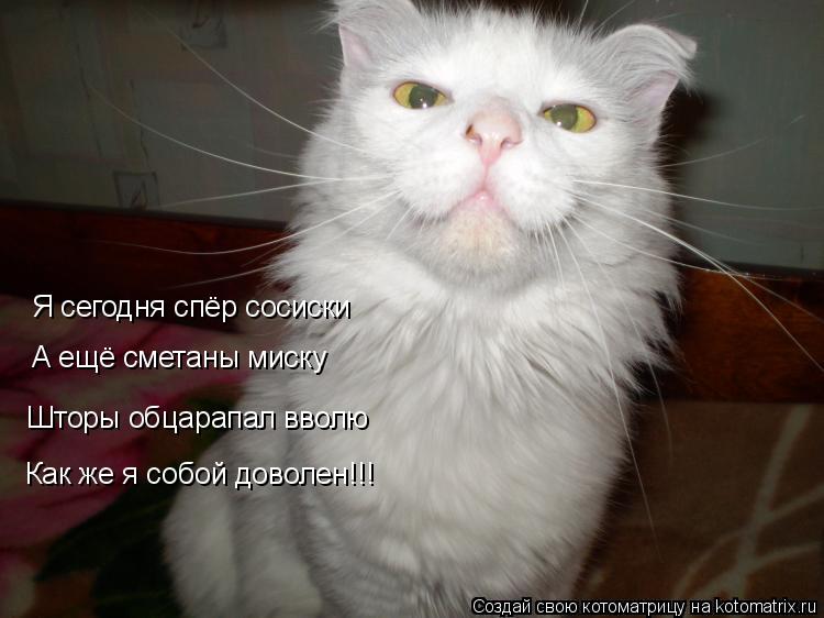 Я сегодня спёр сосиски А ещё сметаны миску Шторы обцарапал вволю Как же я собой доволен!!!... Котоматрица: Я сегодня спёр сосиски А ещё сметаны миску Шторы обцарапал вволю Как же я собой доволен!!!