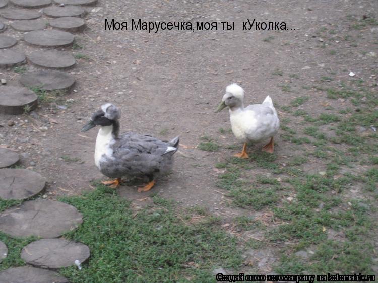 Моя Марусечка,моя ты кУколка...... Котоматрица: Моя Марусечка,моя ты кУколка...