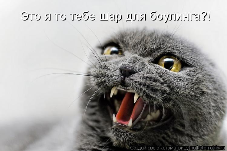 Это я то тебе шар для боулинга?!... Котоматрица: Это я то тебе шар для боулинга?!