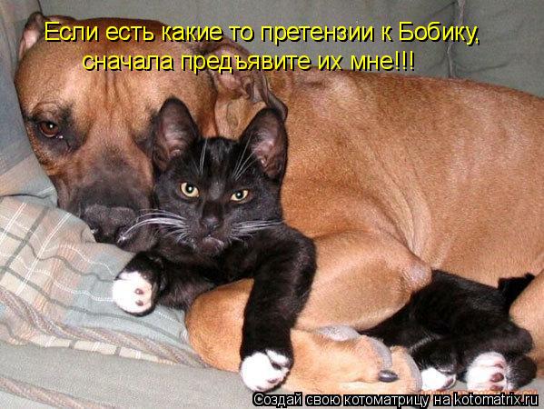 Если есть какие то претензии к Бобику, Если есть какие то претензии к Бобику, сначала предъявите их м... Котоматрица: Если есть какие то претензии к Бобику, Если есть какие то претензии к Бобику, сначала предъявите их мне!!!