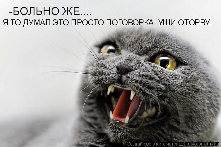 -БОЛЬНО ЖЕ.... Я ТО ДУМАЛ ЭТО ПРОСТО ПОГОВОРКА: УШИ ОТОРВУ..... Котоматрица: -БОЛЬНО ЖЕ.... Я ТО ДУМАЛ ЭТО ПРОСТО ПОГОВОРКА: УШИ ОТОРВУ..