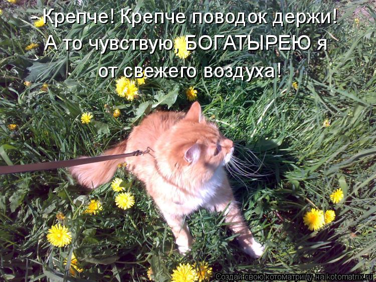 Котоматрица: - Крепче! Крепче поводок держи! А то чувствую, БОГАТЫРЕЮ я  от свежего воздуха!