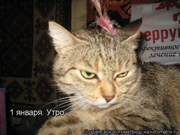 1 января. Утро.... Котоматрица: 1 января. Утро.