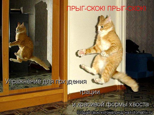 ПРЫГ-СКОК! ПРЫГ-СКОК! Упражнение для похудения грации и красивой формы хвоста... Котоматрица: ПРЫГ-СКОК! ПРЫГ-СКОК! Упражнение для похудения грации и красивой формы хвоста