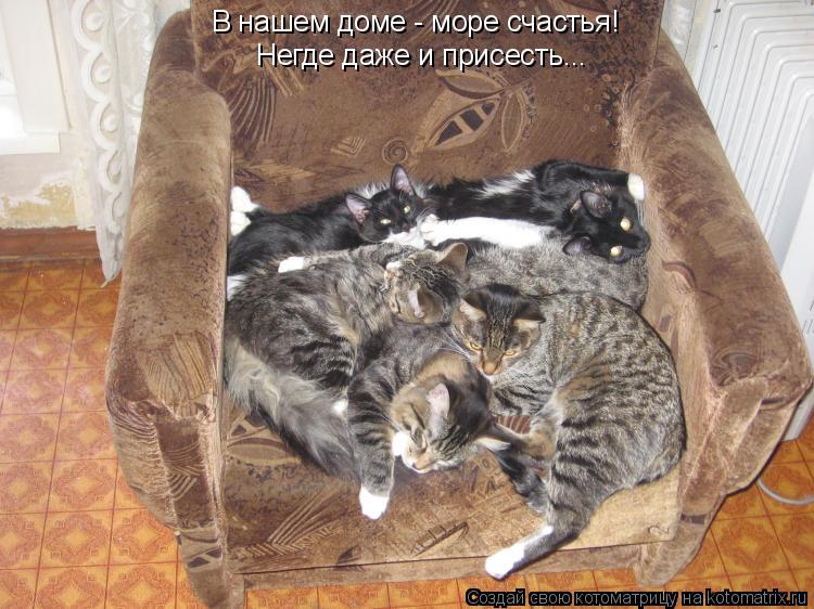 В нашем доме - море счастья! Негде даже и присесть...... Котоматрица: В нашем доме - море счастья! Негде даже и присесть...