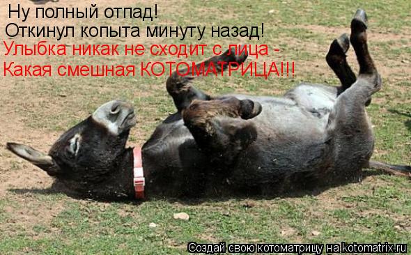 Ну полный отпад! Откинул копыта минуту назад! Улыбка никак не сходит с лица - Какая смешная КОТОМАТРИ... Котоматрица: Ну полный отпад! Откинул копыта минуту назад! Улыбка никак не сходит с лица - Какая смешная КОТОМАТРИЦА!!!