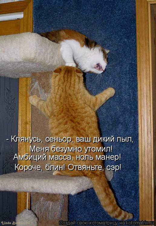 - Клянусь, сеньор, ваш дикий пыл, Меня безумно утомил! Короче, блин! Отвяньте, сэр! Амбиций масс... Котоматрица: - Клянусь, сеньор, ваш дикий пыл, Меня безумно утомил! Короче, блин! Отвяньте, сэр! Амбиций масса, ноль манер!