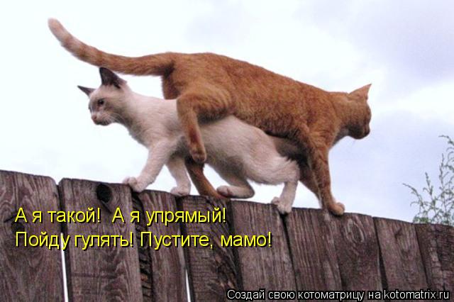 А я такой! А я упрямый! Пойду гулять! Пустите, мамо!... Котоматрица: А я такой! А я упрямый! Пойду гулять! Пустите, мамо!