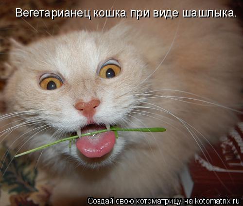 Вегетарианец кошка при виде шашлыка.... Котоматрица: Вегетарианец кошка при виде шашлыка.
