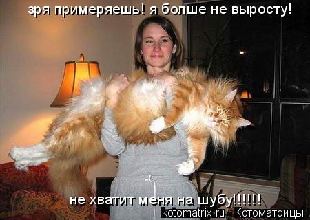 зря примеряешь! я болше не выросту! не хватит меня на шубу!!!!!!... Котоматрица: зря примеряешь! я болше не выросту! не хватит меня на шубу!!!!!!