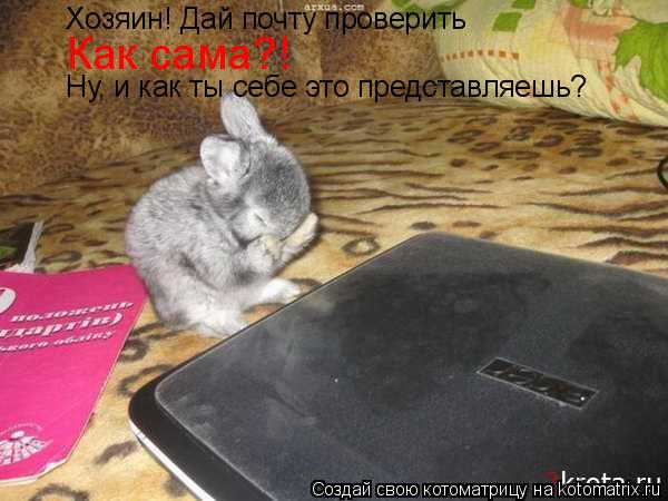 Как сама?! Хозяин! Дай почту проверить Ну, и как ты себе это представляешь?... Котоматрица: Как сама?! Хозяин! Дай почту проверить Ну, и как ты себе это представляешь?