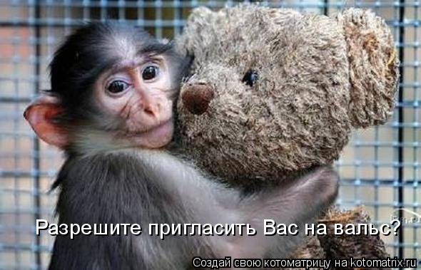 Разрешите пригласить Вас на вальс?... Котоматрица: Разрешите пригласить Вас на вальс?