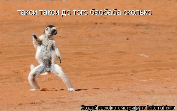 такси,такси до того баобаба сколько... Котоматрица: такси,такси до того баобаба сколько