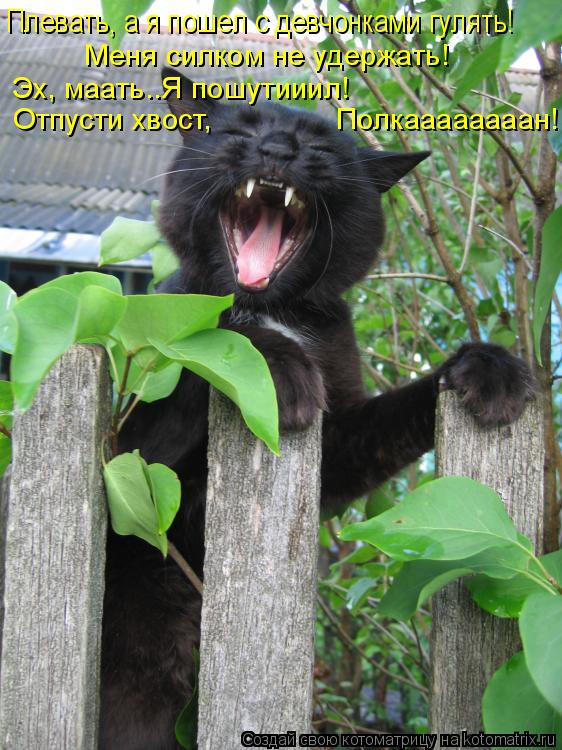 Отпусти хвост, Полкаааааааан! Плевать, а я пошел с девчонками гулять! Меня силком не уд... Котоматрица: Отпусти хвост, Полкаааааааан! Плевать, а я пошел с девчонками гулять! Меня силком не удержать! Эх, маать..Я пошутииил!