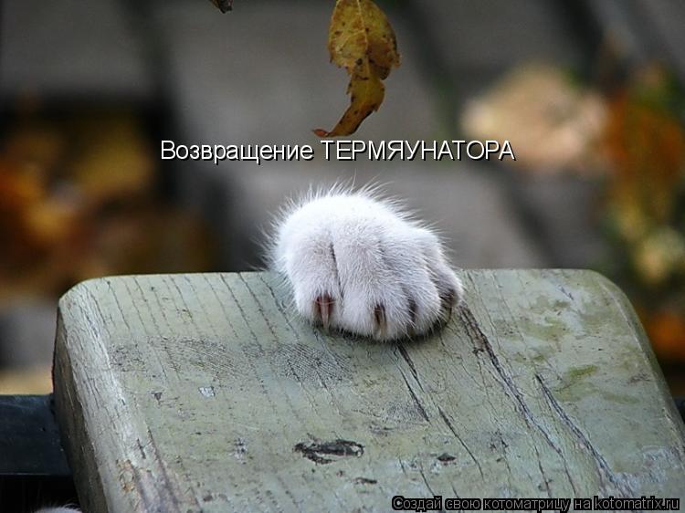 Возвращение ТЕРМЯУНАТОРА... Котоматрица: Возвращение ТЕРМЯУНАТОРА
