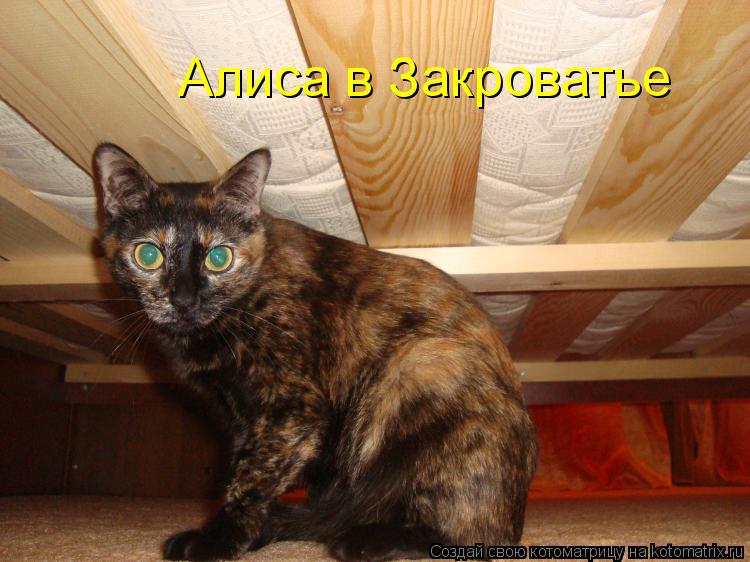 Котоматрица: Алиса в Закроватье