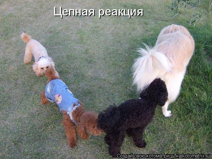 Цепная реакция... Котоматрица: Цепная реакция