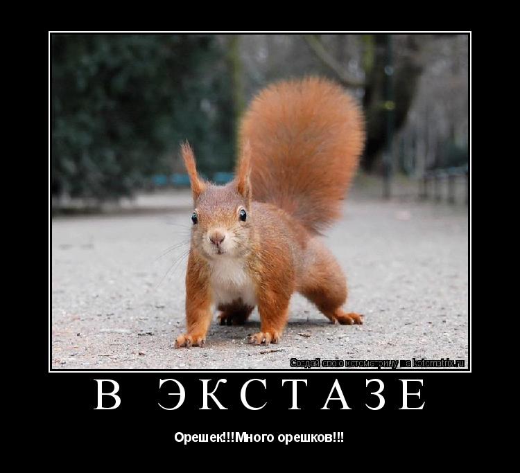В экстазе Орешек!!!Много орешков!!!... Котоматрица: В экстазе Орешек!!!Много орешков!!!