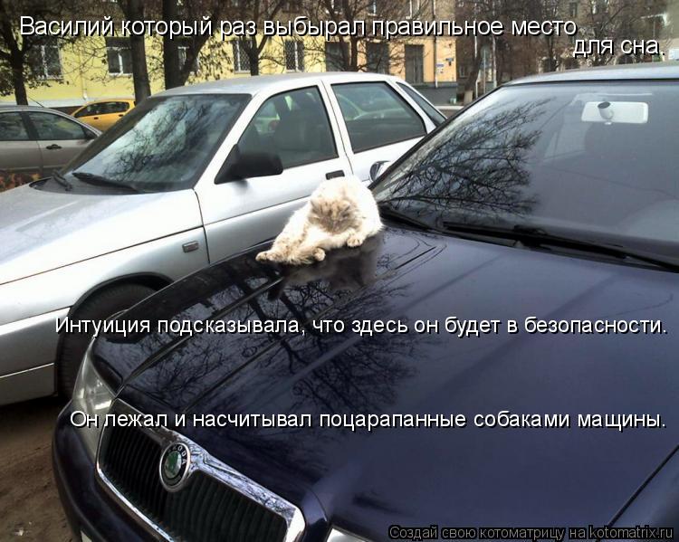 Василий который раз выбырал правильное место для сна. Интуиция подсказывала, что здесь он будет в без... Котоматрица: Василий который раз выбырал правильное место для сна. Интуиция подсказывала, что здесь он будет в безопасности. Он лежал и насчитывал поцар