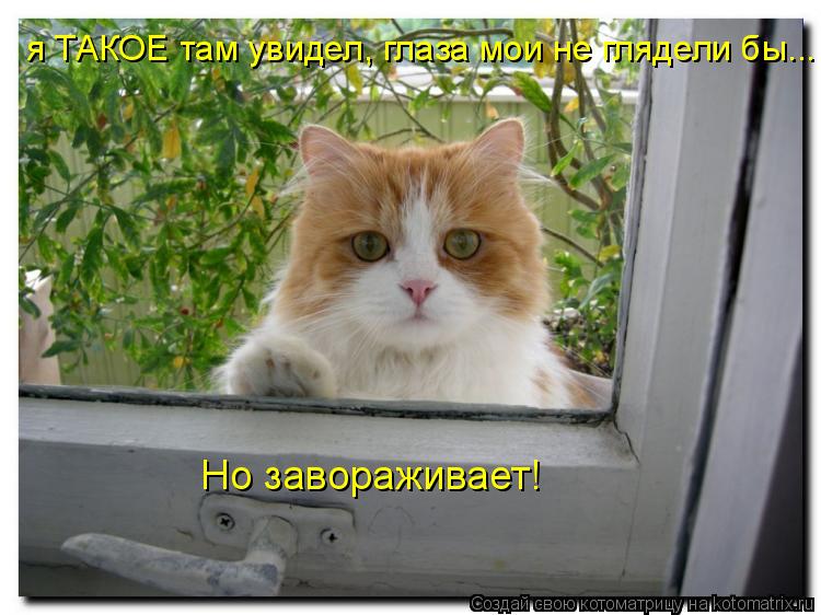 я ТАКОЕ там увидел, глаза мои не глядели бы... Но завораживает!... Котоматрица: я ТАКОЕ там увидел, глаза мои не глядели бы... Но завораживает!