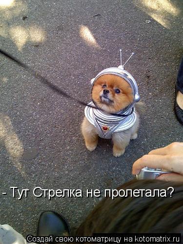 - Тут Стрелка не пролетала?... Котоматрица: - Тут Стрелка не пролетала?