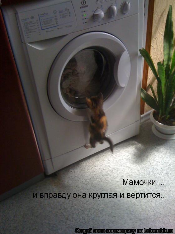 и вправду она круглая и вертится... Мамочки........ Котоматрица: и вправду она круглая и вертится... Мамочки.....