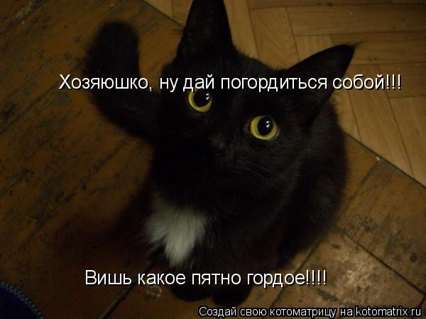 Хозяюшко, ну дай погордиться собой!!! Вишь какое пятно гордое!!!!... Котоматрица: Хозяюшко, ну дай погордиться собой!!! Вишь какое пятно гордое!!!!