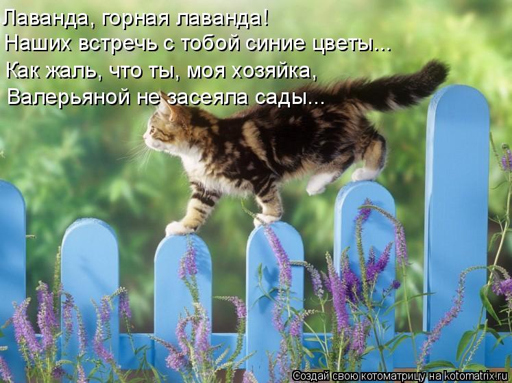 Лаванда, горная лаванда! Наших встречь с тобой синие цветы... Как жаль, что ты, моя хозяйка, Валерьян... Котоматрица: Лаванда, горная лаванда! Наших встречь с тобой синие цветы... Как жаль, что ты, моя хозяйка, Валерьяной не засеяла сады...