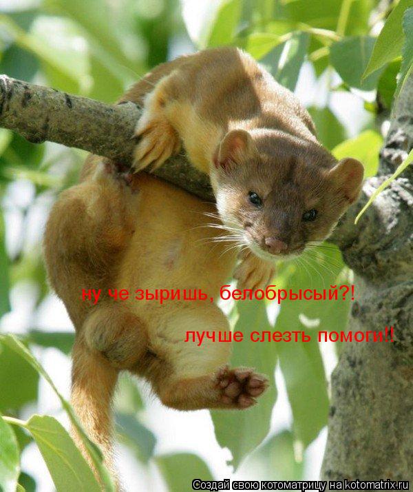 ну че зыришь, белобрысый?! лучше слезть помоги!!... Котоматрица: ну че зыришь, белобрысый?! лучше слезть помоги!!