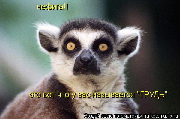 нефига!! это вот что у вас называется "ГРУДЬ"... Котоматрица: нефига!! это вот что у вас называется "ГРУДЬ"