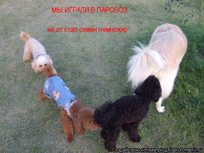 МЫ ИГРАЛИ В ПАРОВОЗ но от стал семен немножко... Котоматрица: МЫ ИГРАЛИ В ПАРОВОЗ но от стал семен немножко