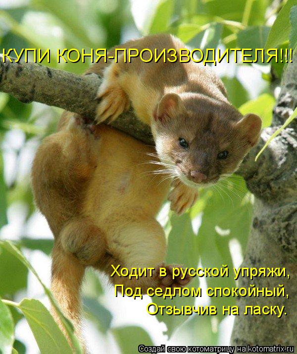 Ходит в русской упряжи, Под седлом спокойный, Отзывчив на ласку. КУПИ КОНЯ-ПРОИЗВОДИТЕЛЯ!!!... Котоматрица: Ходит в русской упряжи, Под седлом спокойный, Отзывчив на ласку. КУПИ КОНЯ-ПРОИЗВОДИТЕЛЯ!!!