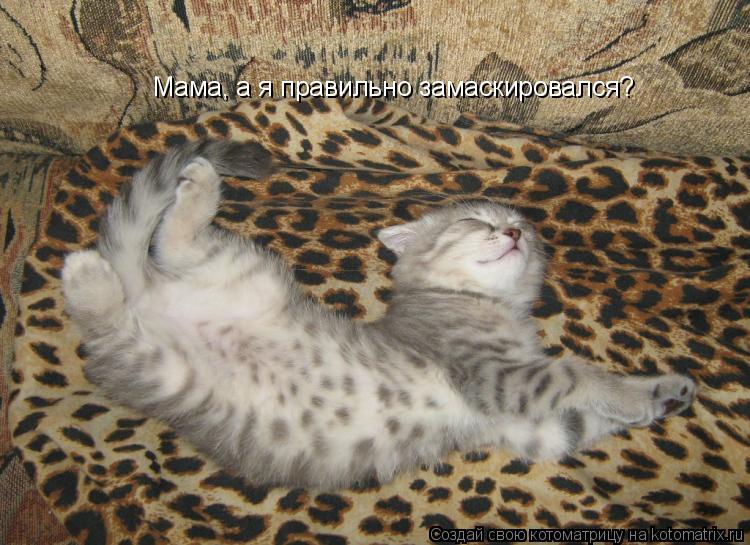 Мама, а я правильно замаскировался?... Котоматрица: Мама, а я правильно замаскировался?