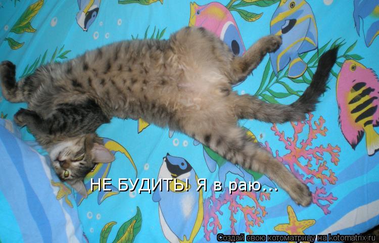 НЕ БУДИТЬ! Я в раю...... Котоматрица: НЕ БУДИТЬ! Я в раю...