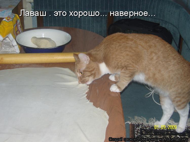 Лаваш — это хорошо... наверное...... Котоматрица: Лаваш — это хорошо... наверное...