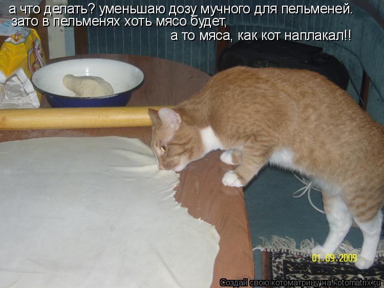 а что делать? уменьшаю дозу мучного для пельменей. зато в пельменях хоть мясо будет, а то мяса, как к... Котоматрица: а что делать? уменьшаю дозу мучного для пельменей. зато в пельменях хоть мясо будет, а то мяса, как кот наплакал!!