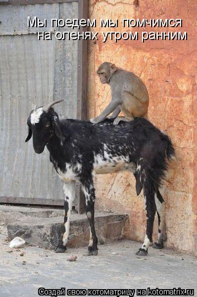 Мы поедем мы помчимся на оленях yтpом pанним... Котоматрица: Мы поедем мы помчимся на оленях yтpом pанним