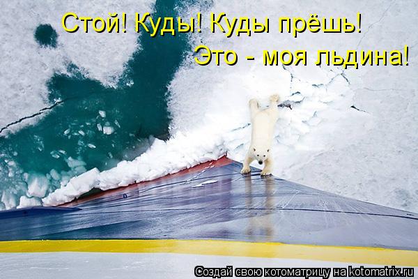 Стой! Куды! Куды прёшь! Это - моя льдина!... Котоматрица: Стой! Куды! Куды прёшь! Это - моя льдина!