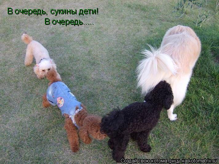 В очередь..... В очередь, сукины дети!... Котоматрица: В очередь..... В очередь, сукины дети!