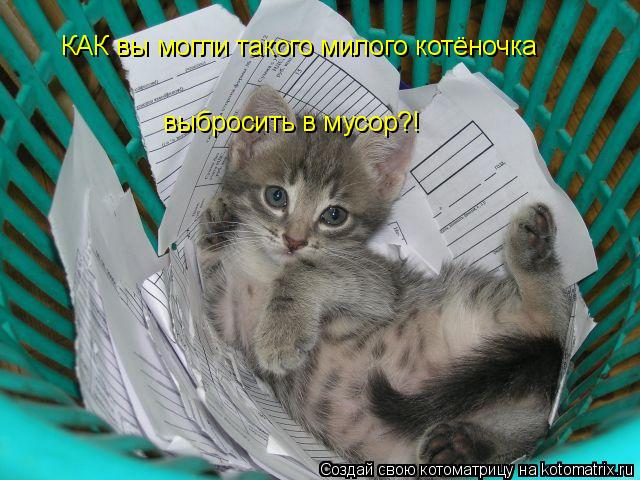 КАК вы могли такого милого котёночка выбросить в мусор?!... Котоматрица: КАК вы могли такого милого котёночка выбросить в мусор?!