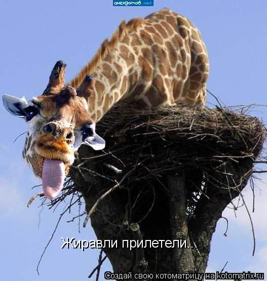 Жиравли прилетели...... Котоматрица: Жиравли прилетели...