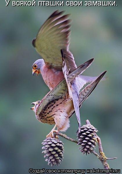 У всякой пташки свои замашки.... Котоматрица: У всякой пташки свои замашки.