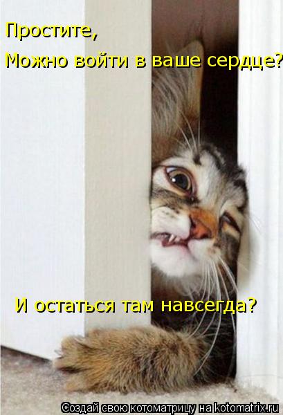 Можно войти в ваше сердце? И остаться там навсегда? Простите,... Котоматрица: Можно войти в ваше сердце? И остаться там навсегда? Простите,